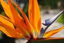 Birds of Paradise
