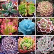 Succulents