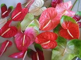 Anthuriums