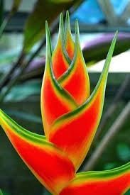 Heliconias