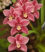 Orchids