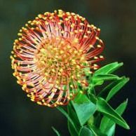 Protea