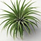 Air Plants