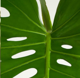 Foliage