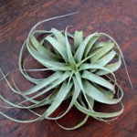Air Plant 1