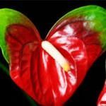 Anthurium 4