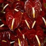 Anthurium 7