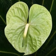 Anthurium 9
