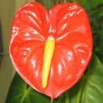 Anthurium 10