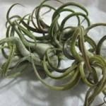 Air Plant 2