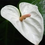 Anthurium 1