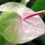Anthurium 2