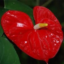 Anthurium 3