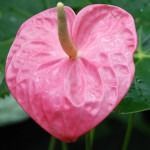 Anthurium 5