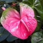 Anthurium 6