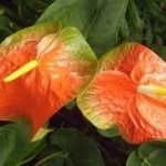 Anthurium 8