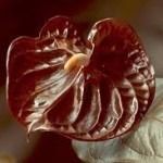 Anthurium 11