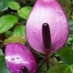 Anthurium 12