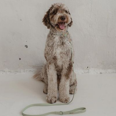 DEXYPAWS WATERPROOF DOG LEASH