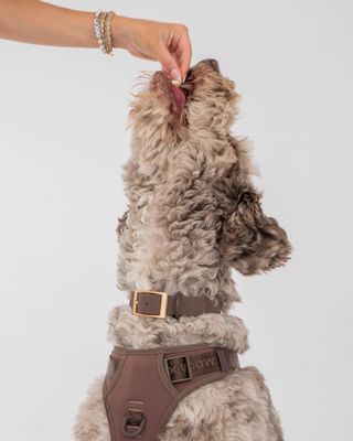 DEXYPAWS WATERPROOF DOG COLLAR