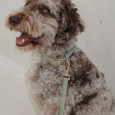 DEXYPAWS WATERPROOF DOG COLLAR