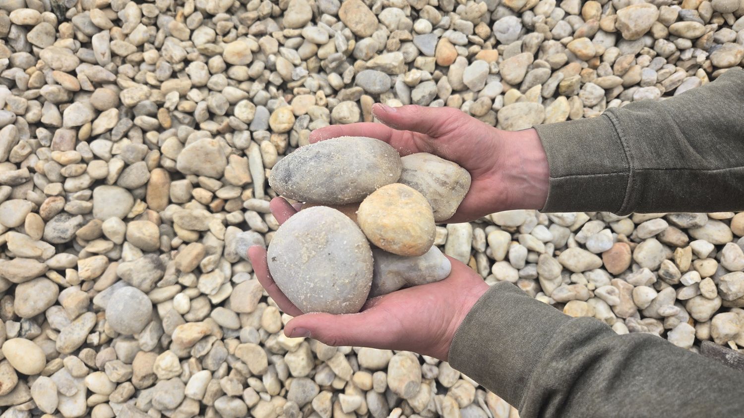 Maryland Shore Stone 2-4"