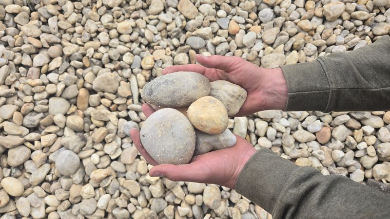 Maryland Shore Stone 2-4"