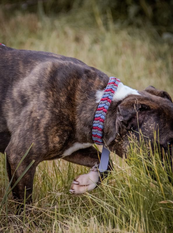 Halsband "Gassigold"