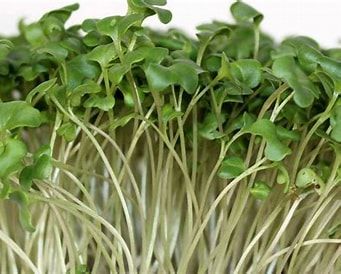 Broccoli Microgreens
