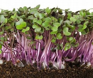 Cabbage Microgreens