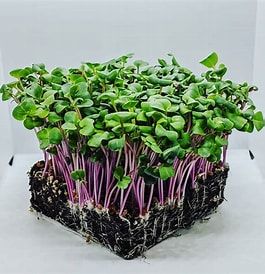 Radish Microgreens