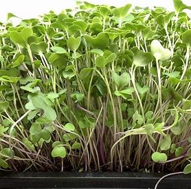 Salad Mix Microgreens