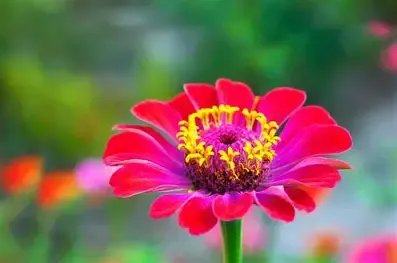 Zinnia Starter Plug