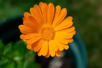 Calendula Starter Plug