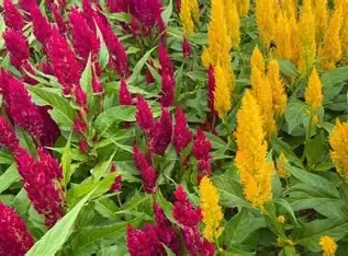 Celosia Starter Plug