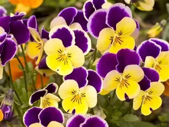 Pansy Starter Plug