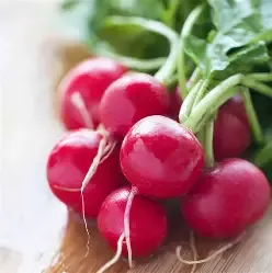 Radish Starter Plug