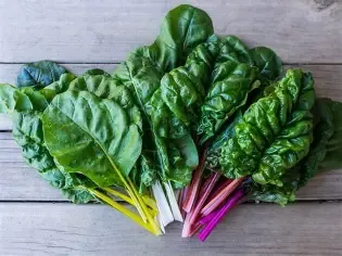 Swiss Chard Starter Plug