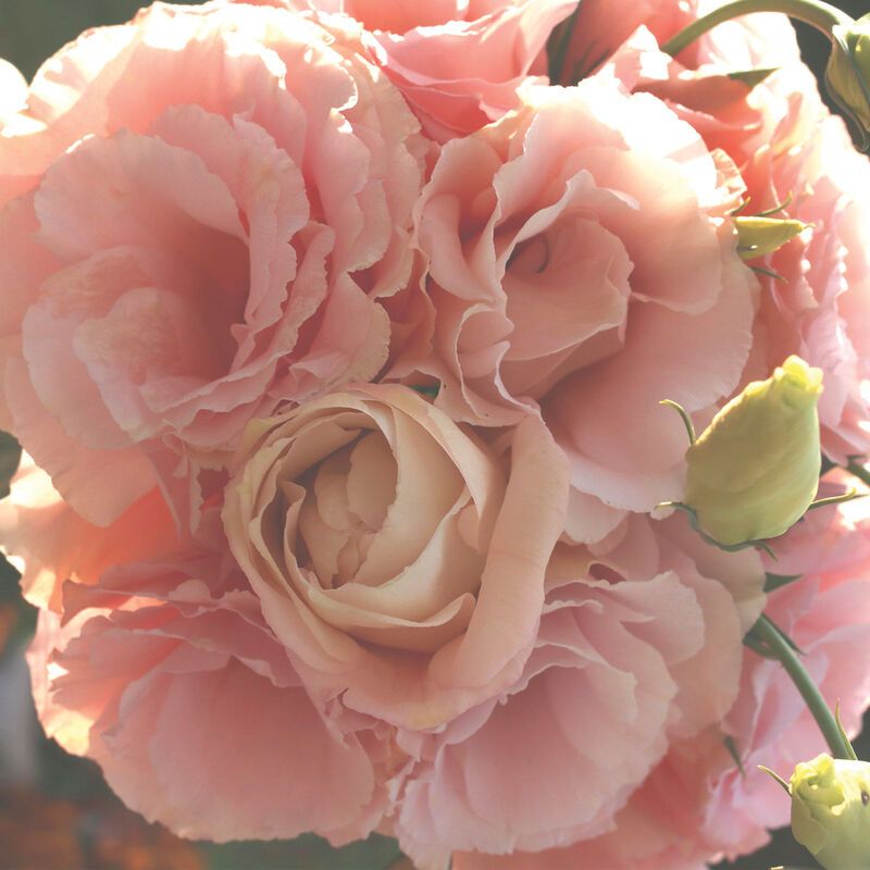 Lisianthus - Arena Apricot