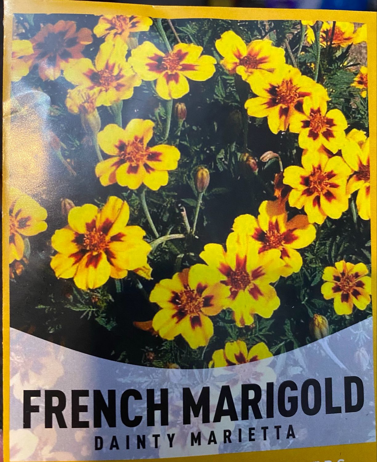 French Marigold Annual Flat