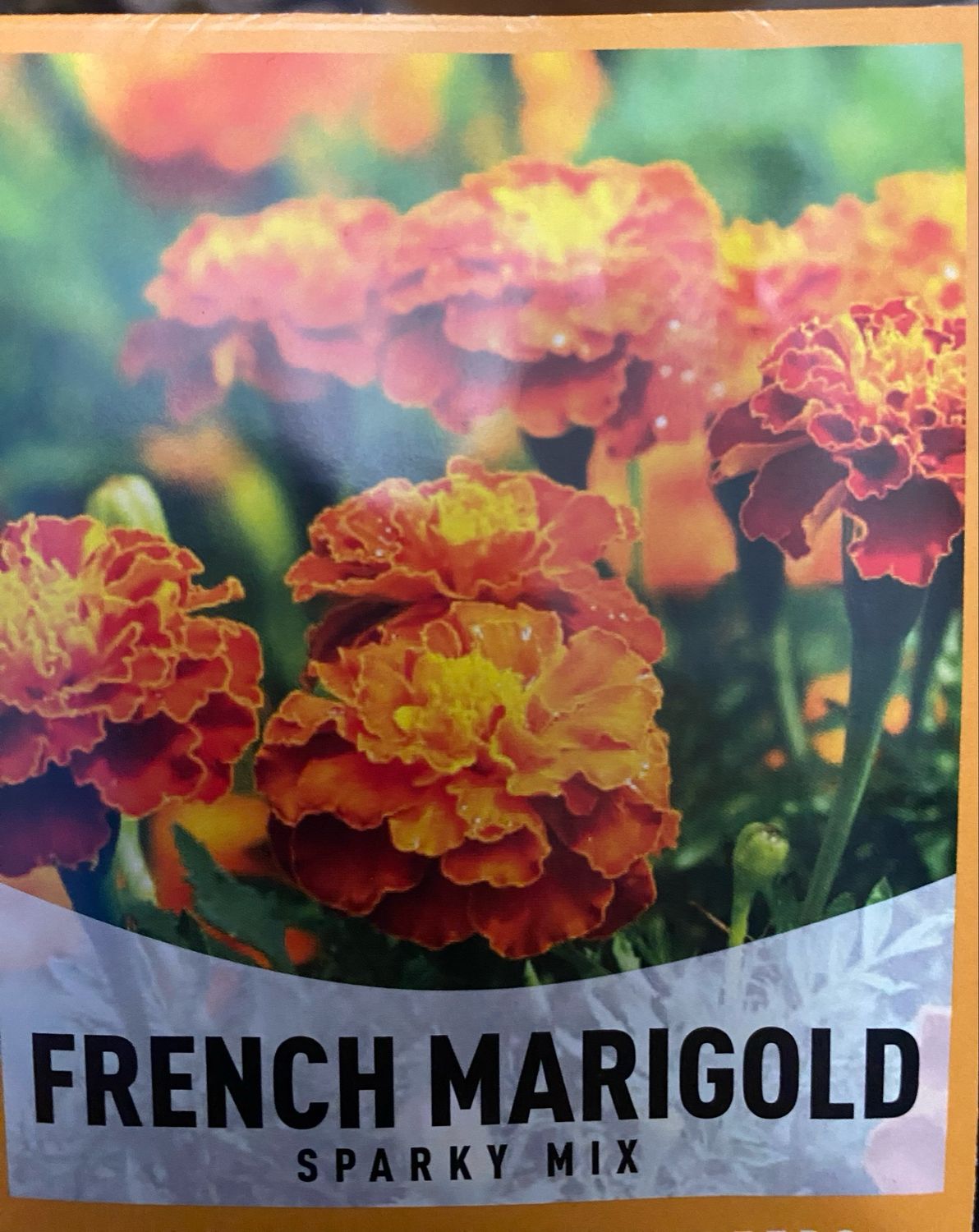 French Marigold Sparky Mix Annual Flat