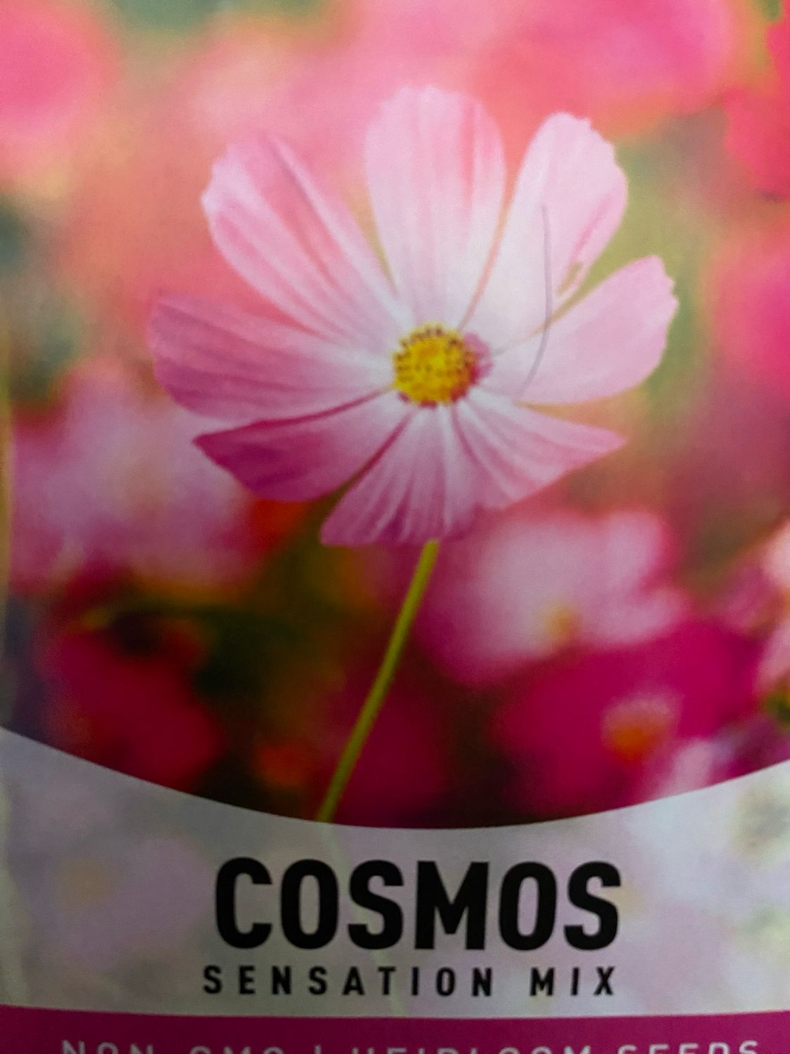 Cosmos Sensation Mix Flat