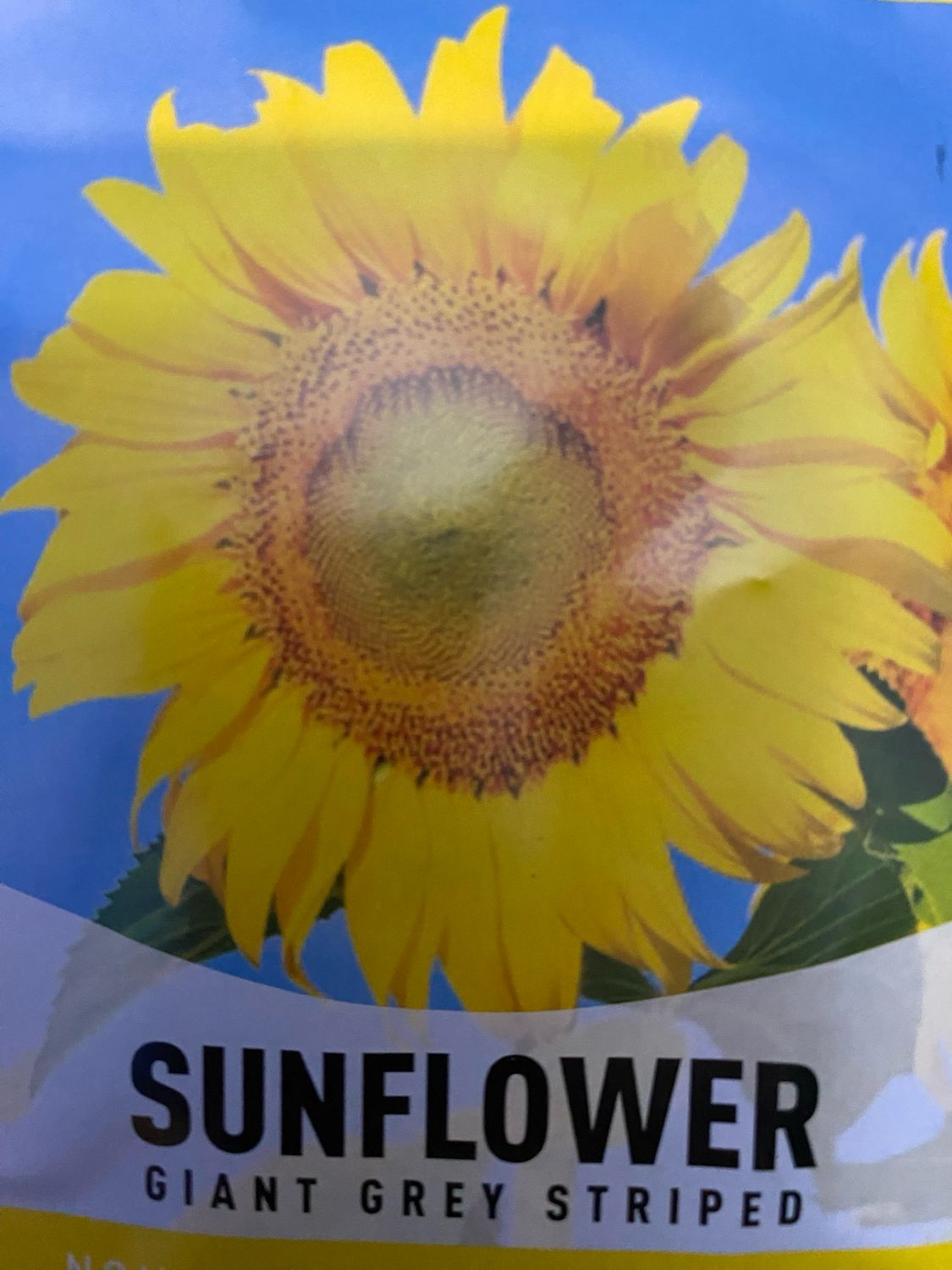 Sunflower Giant Grey Striped
