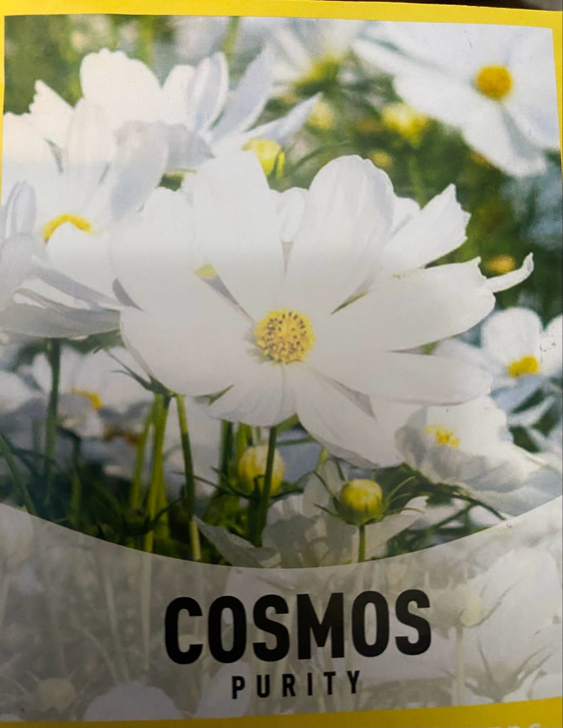 Cosmos Purity Starter Plug