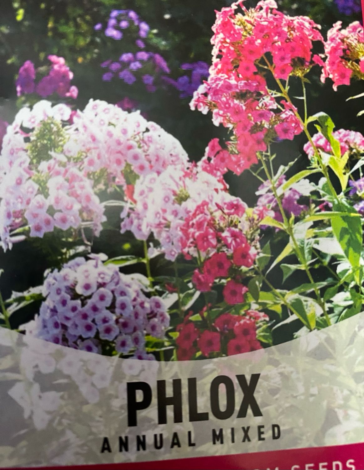 Phlox Mixed Annual Flat