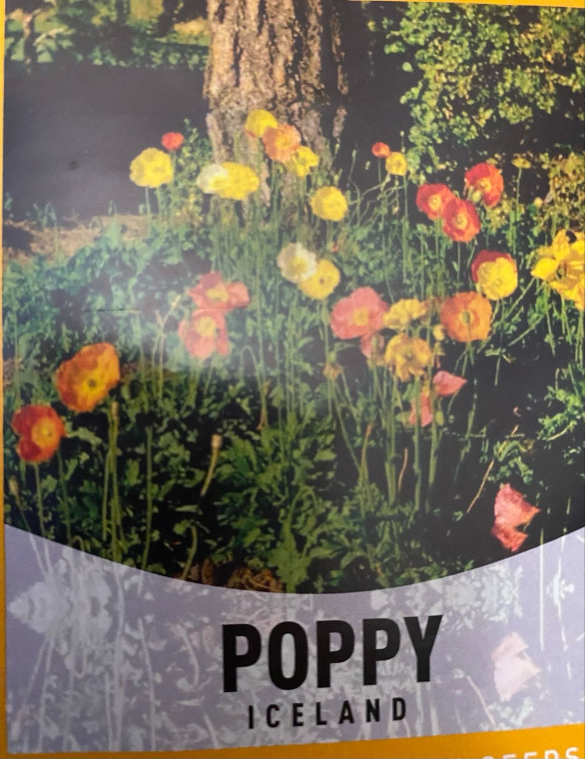 Poppy Iceland Annual Flat