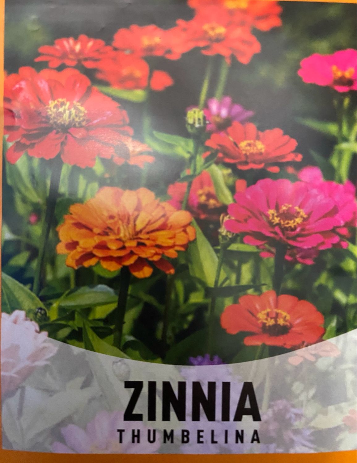 Zinnia Thumbelina Annual Flat