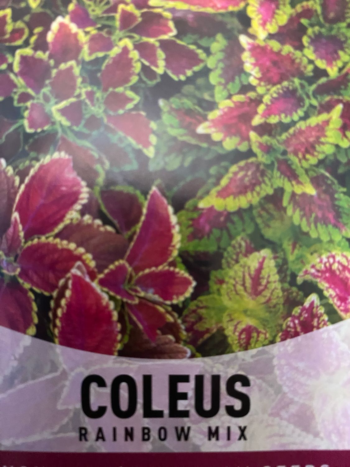 Coleus Rainbow Mix Annual Flat