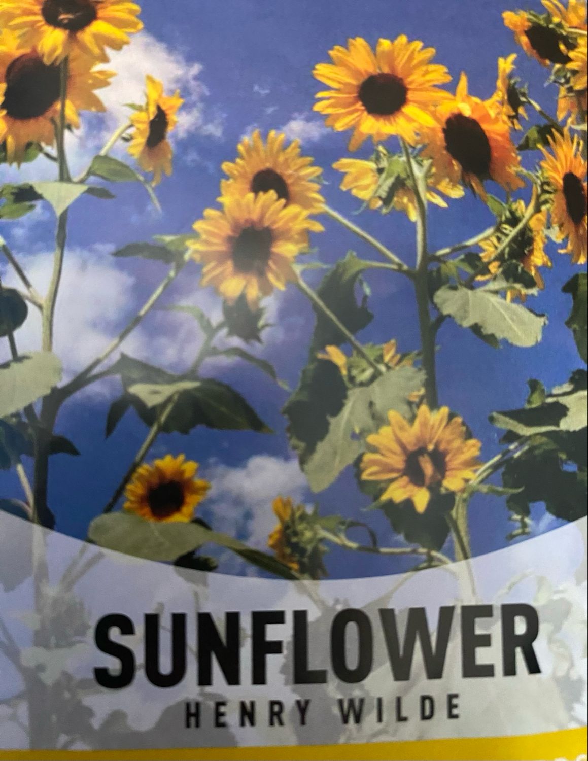 Sunflower Henry Wilde Annual Flat