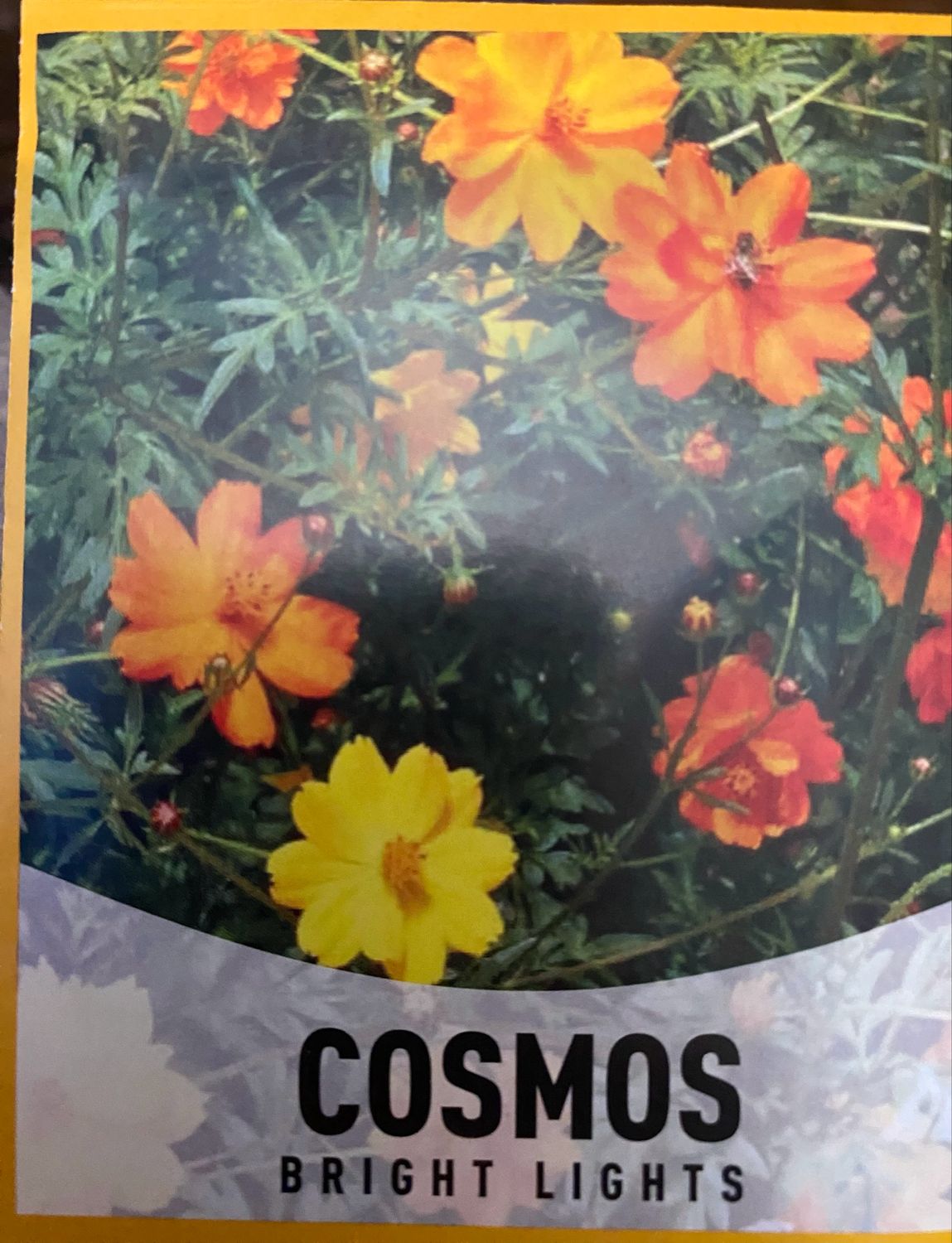 Cosmos Bright Lights Annual Flat